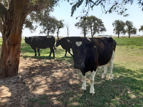 Imagen 10 de 30 de Campo En Córdoba (general Deheza)