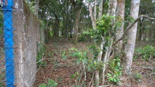 Imagem 6 de 7 de Chácara Litoral Sul Lado Serra 3023m²- Ref. 3968/dz