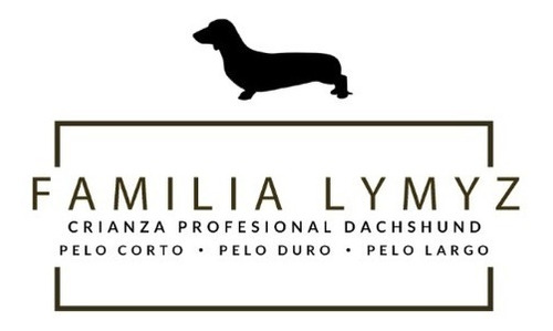 Salchicha Mini Lymyz - Macho Arlequin Chocolate-pelo Corto
