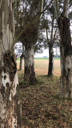Venta 550 Hectareas Cañuelas Campo Mixto Ideal Ganadero U$s 6500 X Has.