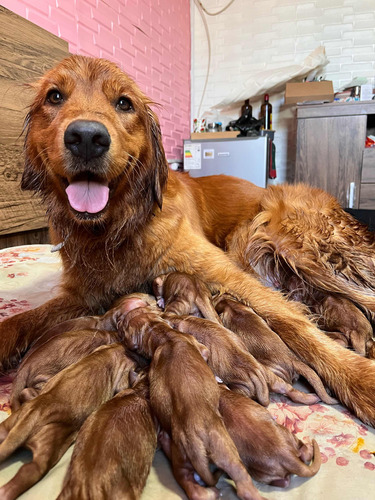 Cachorros Golden Retriever