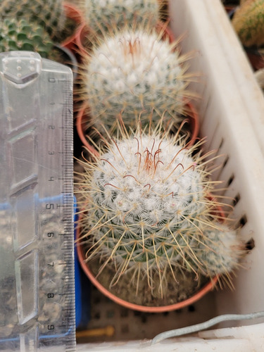 Cactus Mammillaria Bombicyna. Cactus Nevado. Cactus Colecció