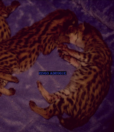 Gatitos Savannah /cat: F1 Atigrado