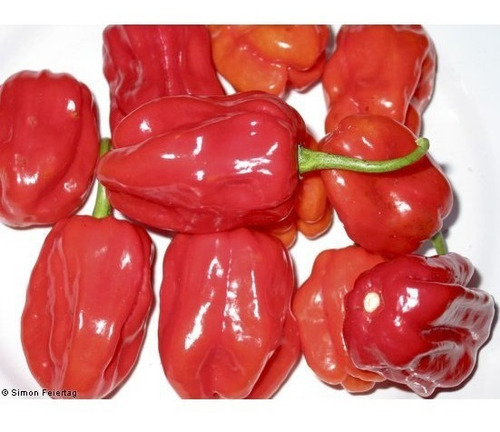 Imagem 3 de 4 de Sementes De Pimenta Boyra Habanero Vermelha 200 Sementes