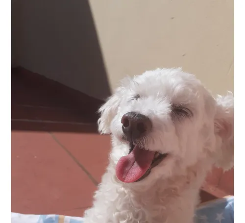 Perro Caniche Mini Toy P Cruzar C Perra, Excelente Compañero
