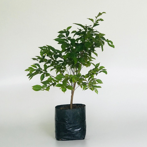 Muda De Gabiroba Lisa - Planta Natíva - Guabiroba - Gabiraba