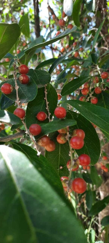 Tarumá, Espina De Bañado ( Citharexylum Montevidense)