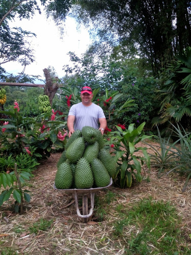 Guanabana Gigante Enana Más Semillas