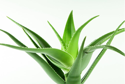 Plantas De Aloe Arborescens Miller Sábila Flor Roja 