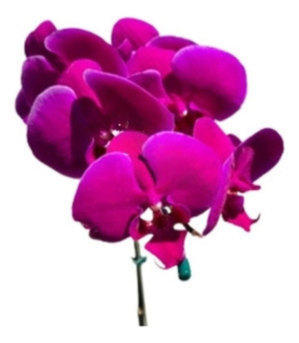 Orquídea Borboleta Phalaenopsis Roxa #7 Planta Adulta 