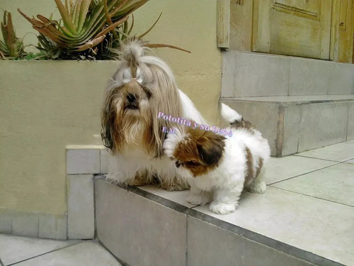 Shihtzu Puros Perritos Con Garantìa 350 Macho Y Hembra