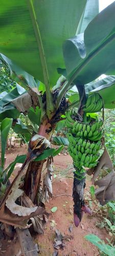 Chácara No Centro De Faria Lemos/mg Com 700m2, Com 2 Casas Uma Grande Em Alto Padrão E Uma Casa Menor, Com Piscina E Área Goumet E Pomar Com Muitas Frutas, Pronta Para Morar