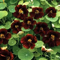 Comprar Semillas Capuchina Black Velvet 1g Bulbos Y Semillas