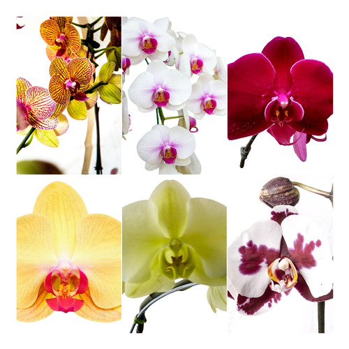 Phalaenopsis Mudas De Orquídeas Kit C/12 Com Vaso