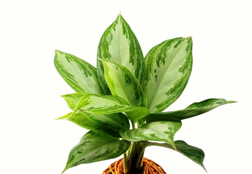 Planta De Aglonema Aglaonema Deco Interior Maceta 12