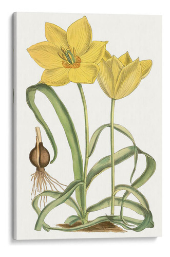 Canvas Lab Cuadro Curtis Tulips Viii 110x165, Curtis