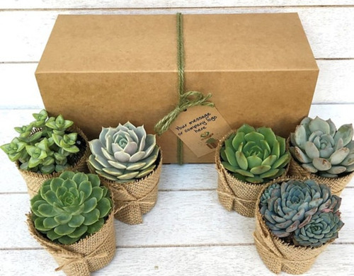 Imagen 2 de 5 de Box Regalos Personalizados Plantas Toda Ocasión