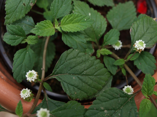 25 Sementes De Erva Doce Dos Astecas Lippia Dulcis