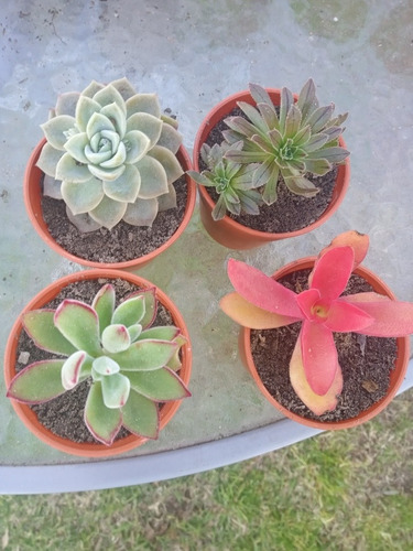 Suculentas Y Cactus Macetita De 7 X 7 Gran Variedad 3 X $200