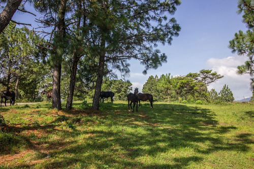 Terreno En Venta En Real De Encinos, Tapalpa, Jalisco.