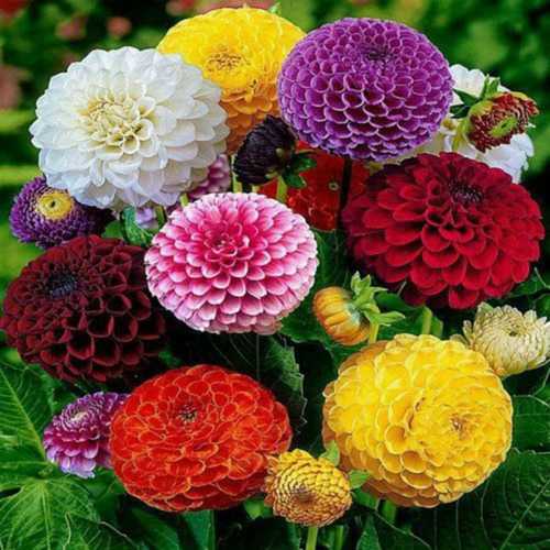 Flor Zínia Gigante Cores Sortidas Para Jardins 60 Sementes