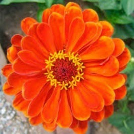 Flor Zínia Gigante Cores Sortidas Para Jardins 60 Sementes