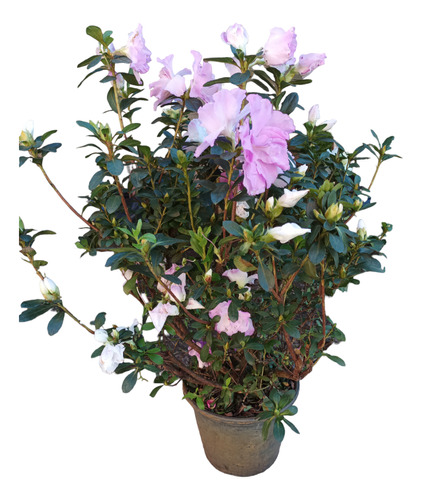 Planta Azalea Grande Violeta Envío Gratis 