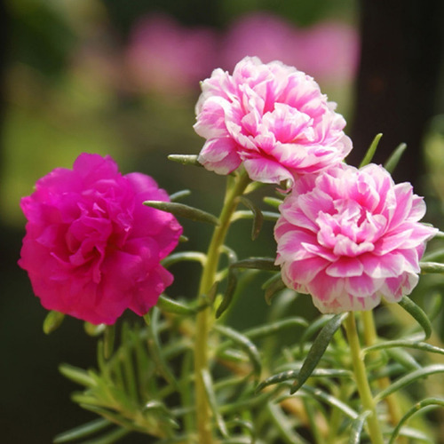 40 Semillas De Portulaca Doble Mix - Flor Premium