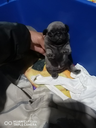 Perros Pug Mini 1 Mes