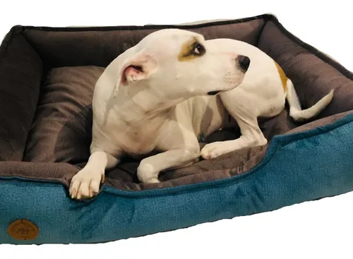 Cams para online perro