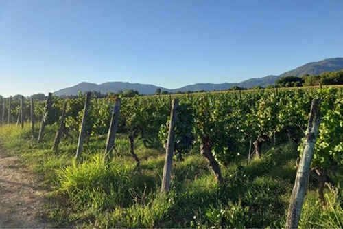 Parcela Única En El Corazón Del Valle De Colchagua