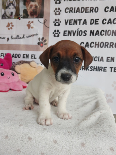 Jack Russell Terrier Hembra