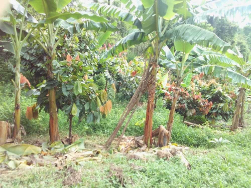 Imagen 11 de 15 de Se Vende Finca En Nirgua Sector Las Palmas / Yaracuy.