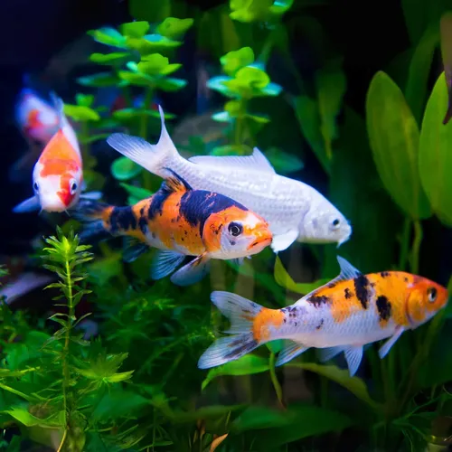 Koi Seleccionado (1 Unidades)