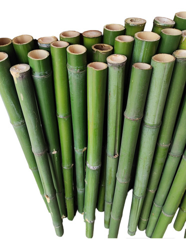 10 Varas De Bambú Natural Verde 150 Cm Largo / 5 Cm Grosor