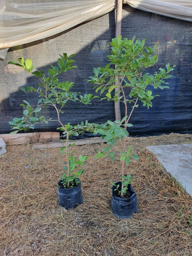 Arbol Araza Rojo Y Amarillo.