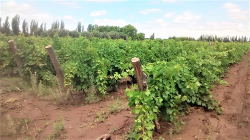 Imagen 8 de 13 de Propietario Venda Casa Y Finca De 17ha En San Rafael Mendoza