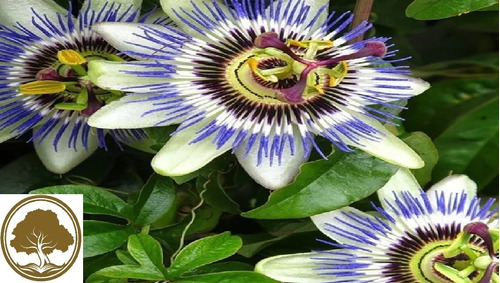 Pasionaria Morada ( Planta ) Passiflora Incarnata Buen Tamañ