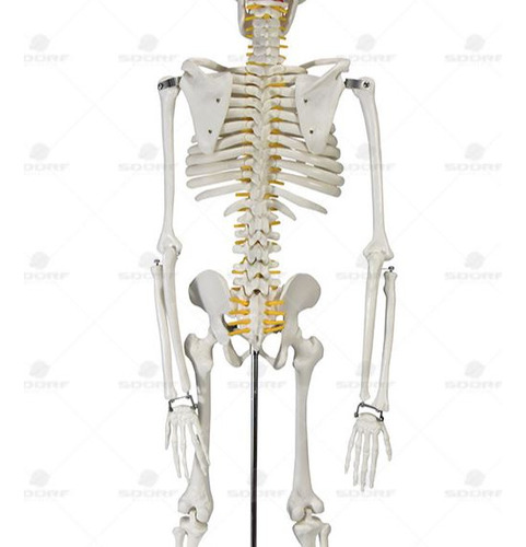 Esqueleto 85 Cm Com Torso Masculino De 42cm Em 13 Partes