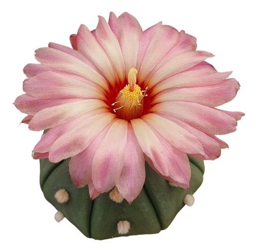 20 Semillas Mix De Astrophytum Asterias Flores Rosadas