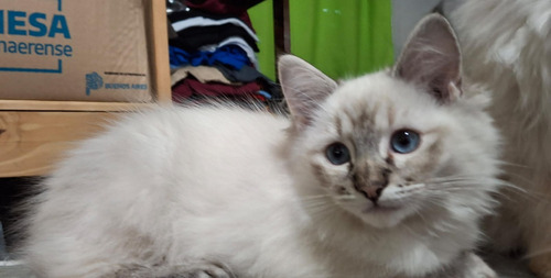 Ragdoll Hembritas