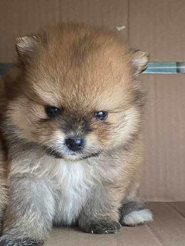 Sptiz Alemao (lulu Pomerania )