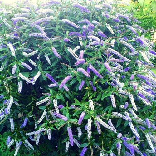 Semillas Hebe Midsummer Beauty