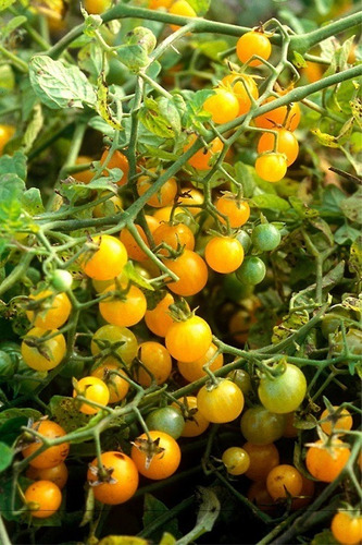 Semillas De Tomate Cherry Pomodoro Tropic