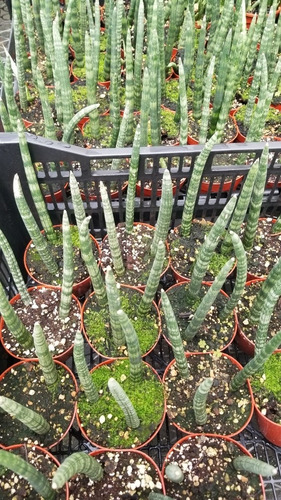 Imagen 2 de 2 de Sansevieria Cylindrica Maceta 8 X 3 Plantas