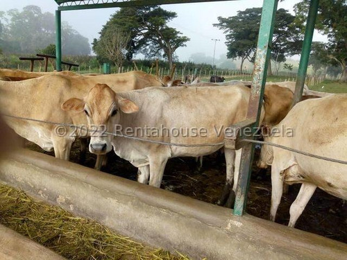 Julio Latouche 25-16896 Finca Ganadera En Venta Carabobo, 267 Hectáreas, Casa Principal De 550 Mts2, Dos Lagunas Para Riego.