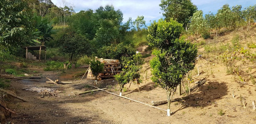 Imagem 6 de 15 de Sítio Para Venda Em Ibiúna, Ibiúna, 3 Dormitórios, 1 Suíte, 2 Banheiros - 315_2-1181810