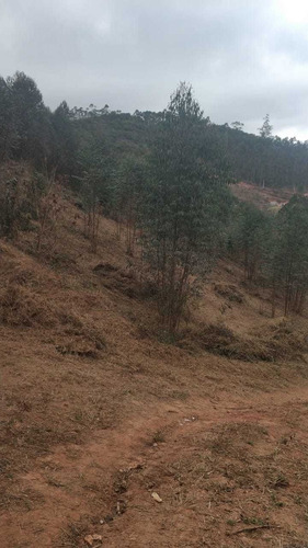 Imagem 13 de 14 de B20- Promoção Maluca 1.000m2 Em Igarata 20 Mil A Vista