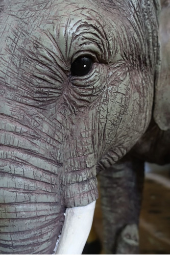 Cuadro Canvas Elefantes Animal Salvaje Belleza Natural M3