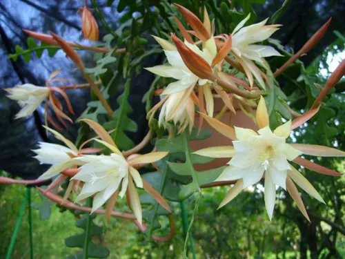 Mudas De Dama Da Noite Amarela Epiphyllum Gigante Kirsten Cactos